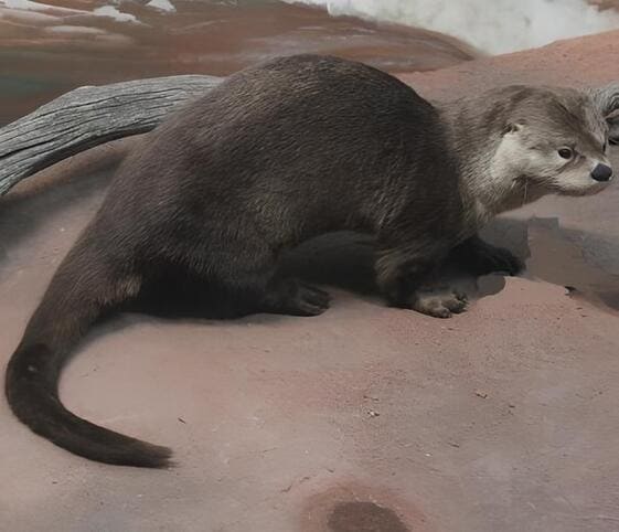 Otter