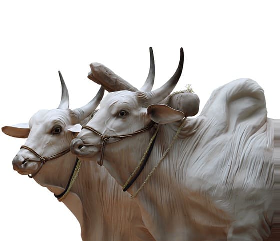 Ox