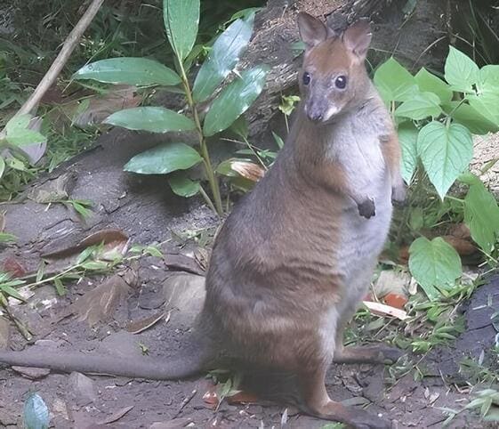 Pademelon