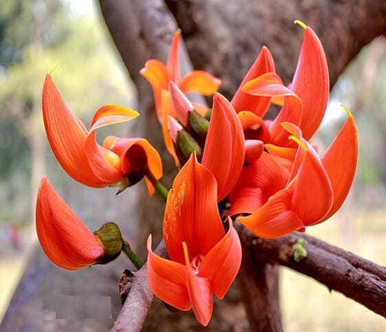 Palash Flower