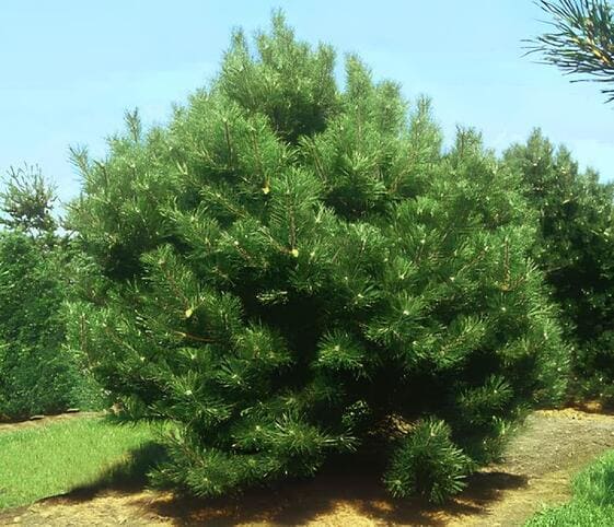 Pallas Pine Tree