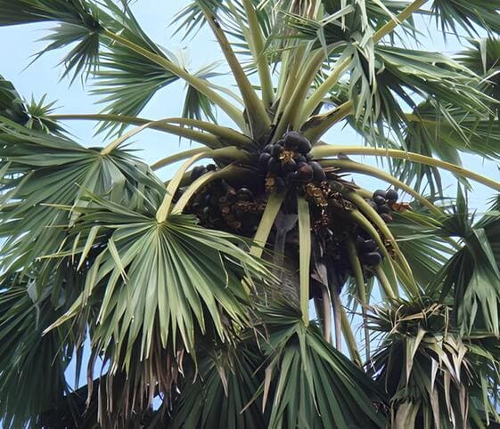 Palmyra Tree