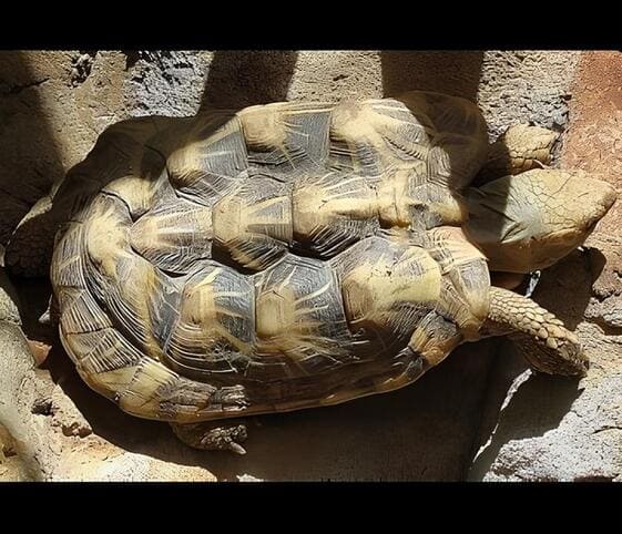 Pancake Tortoise Pancake Tortoise
