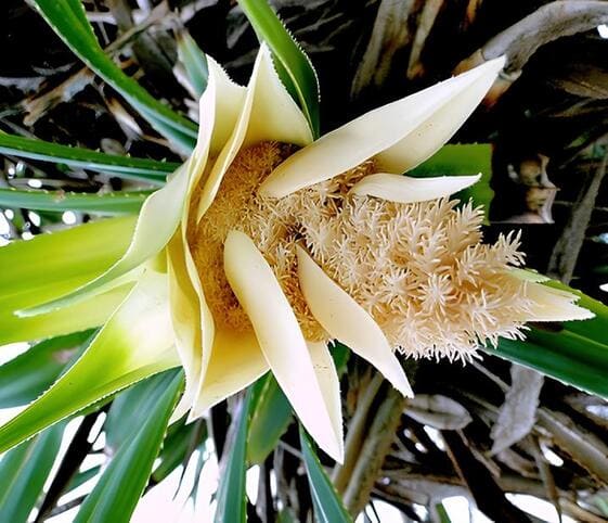 Pandanus
