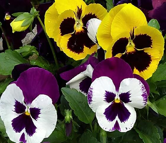 Pansy Flower