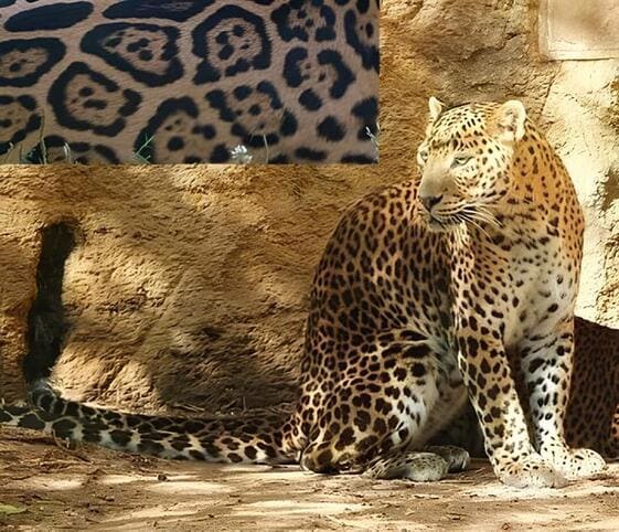 Panther
