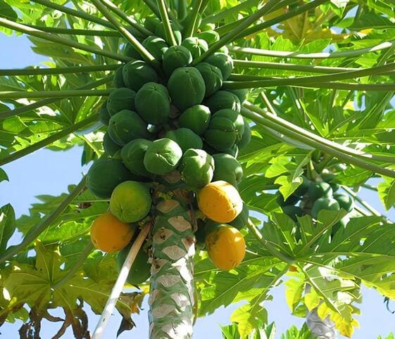 Papaya Tree