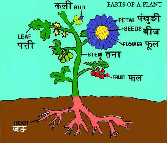 Parts of Plant