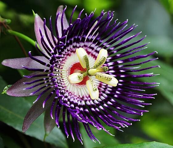 Passion Flower