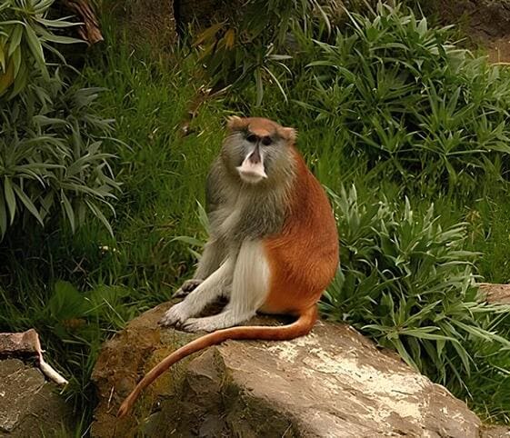 Patas Monkey