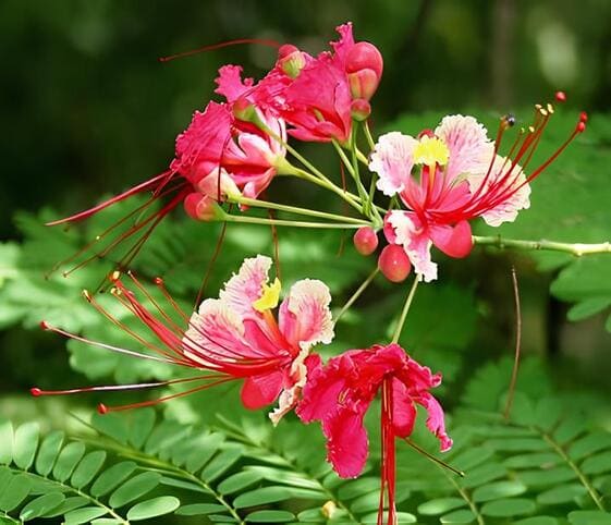 Peacock Flower