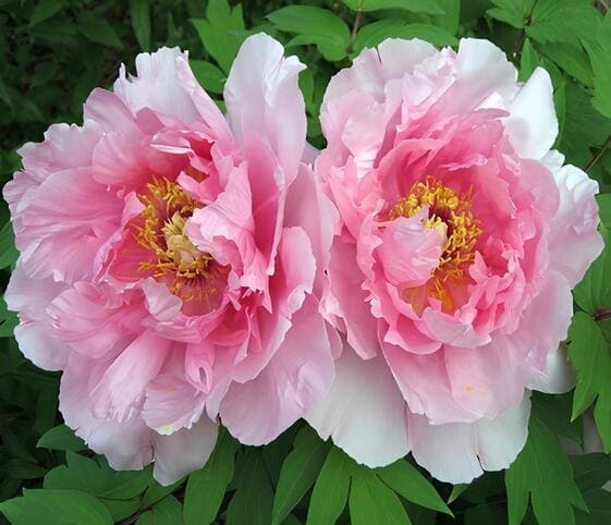 Peony Flower