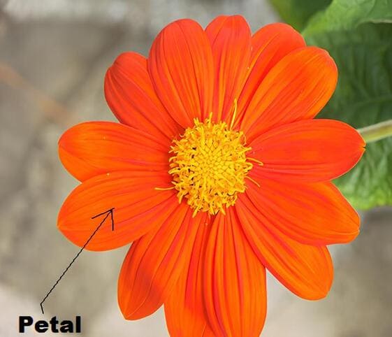 Petal