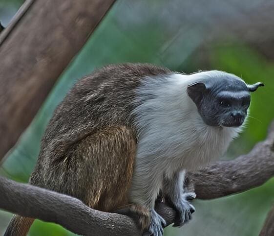 Pied Tamarin