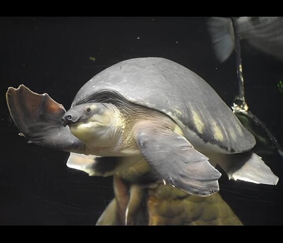 Pig-nosed Turtle Pig-nosed Turtle