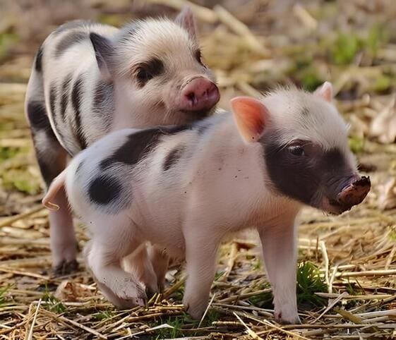 Piglet