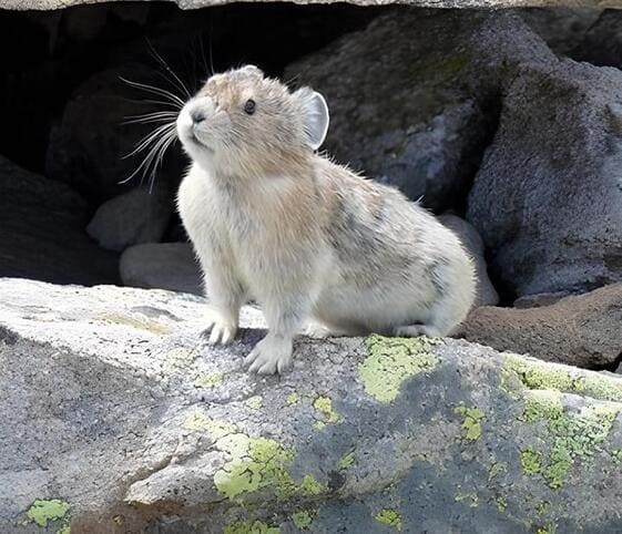 Pika
