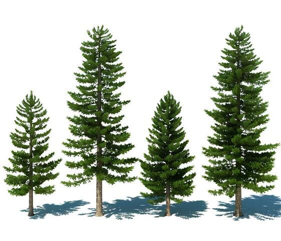 Pine Tree