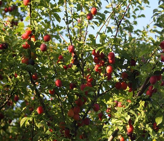 Plum Tree