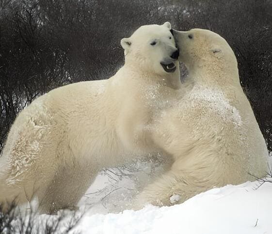Polar Bear