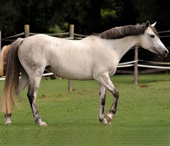 Pony