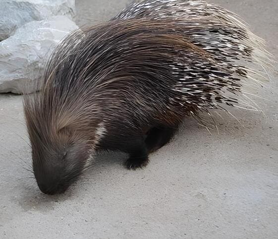 Porcupine