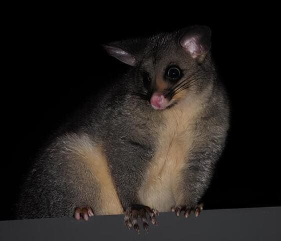 Possum