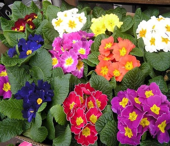 Primrose Flower