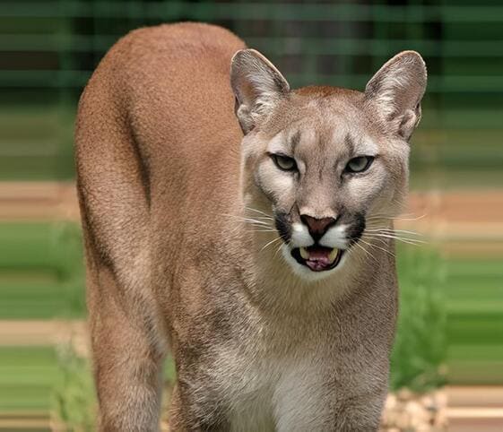 Puma