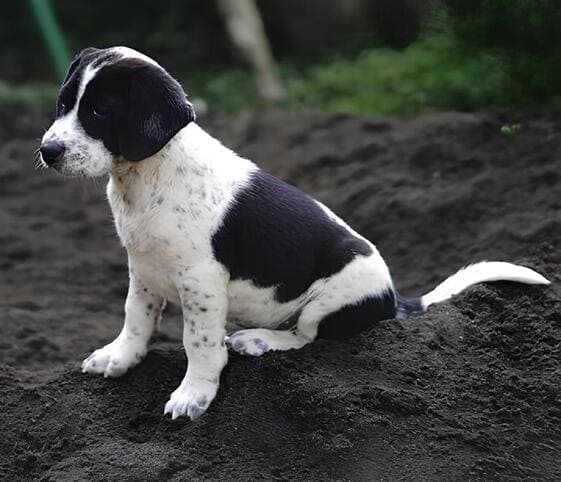 Puppy