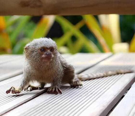 Pygmy Marmoset