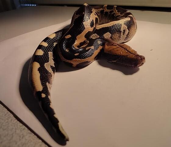 Python Python