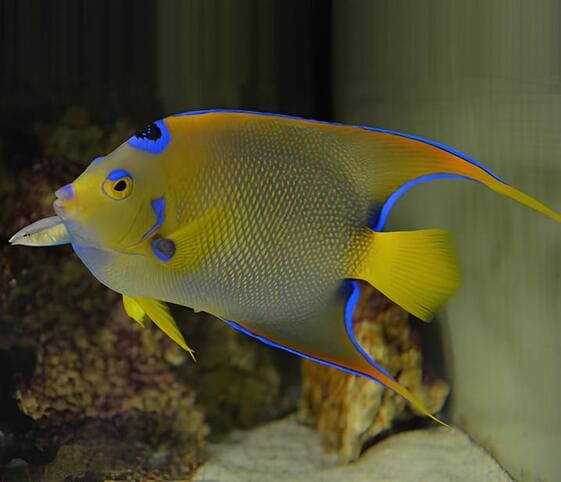 Queen Angelfish Queen Angelfish