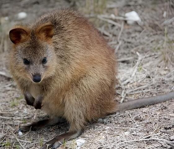 Quokka