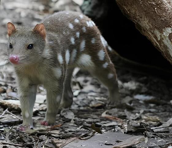 Quoll