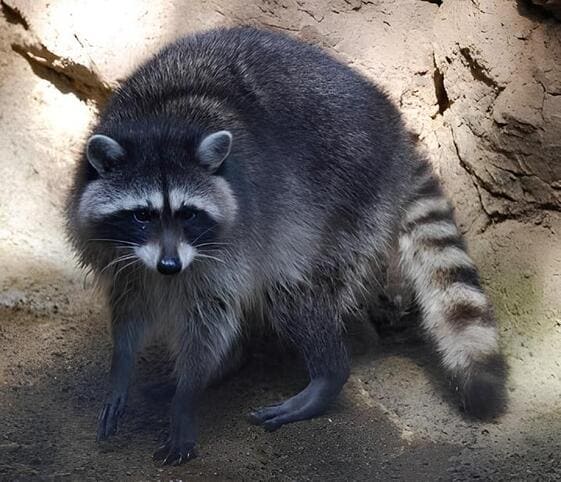 Raccoon
