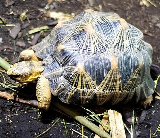 Radiated Tortoise Radiated Tortoise