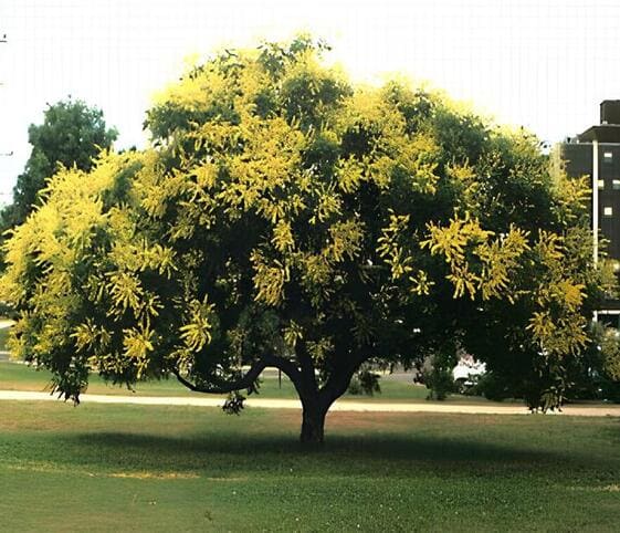 Rain Tree