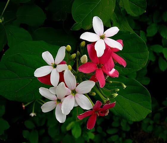 Rangoon Creeper Flower