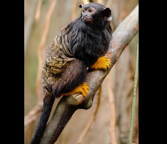 Red Handed Tamarin