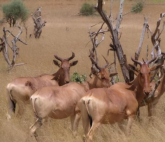 Red Hartebeest