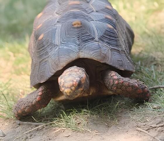 Red-footed Tortoise Red-footed Tortoise