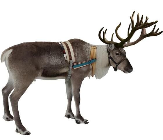 Reindeer