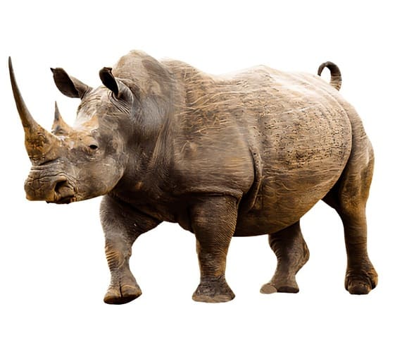 Rhinoceros
