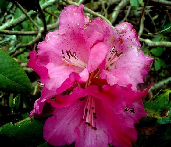 Rhododendron