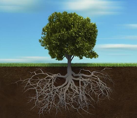 Root