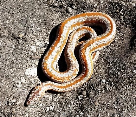 Rosy Boa Rosy Boa