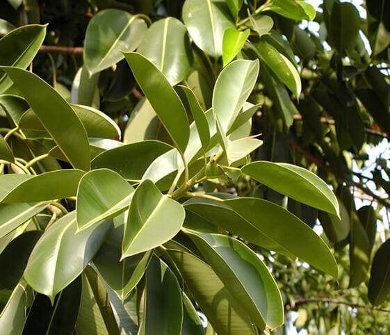 Rubber Plant
