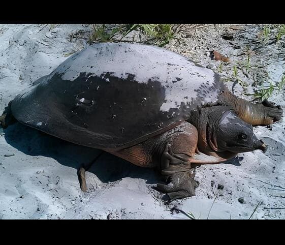 Soft-Shell Turtle Soft-Shell Turtle