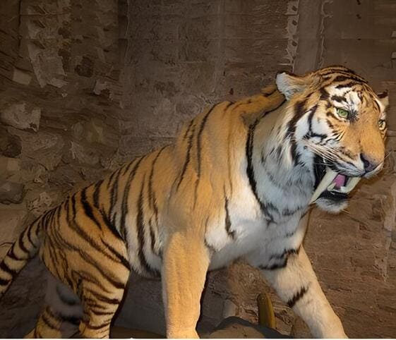 Sabre Toothed Tiger